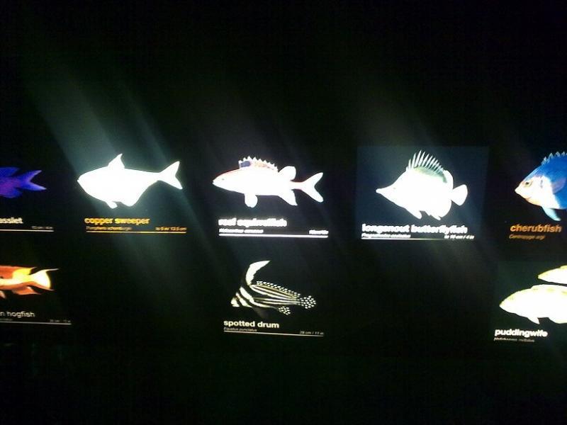 fish in boston